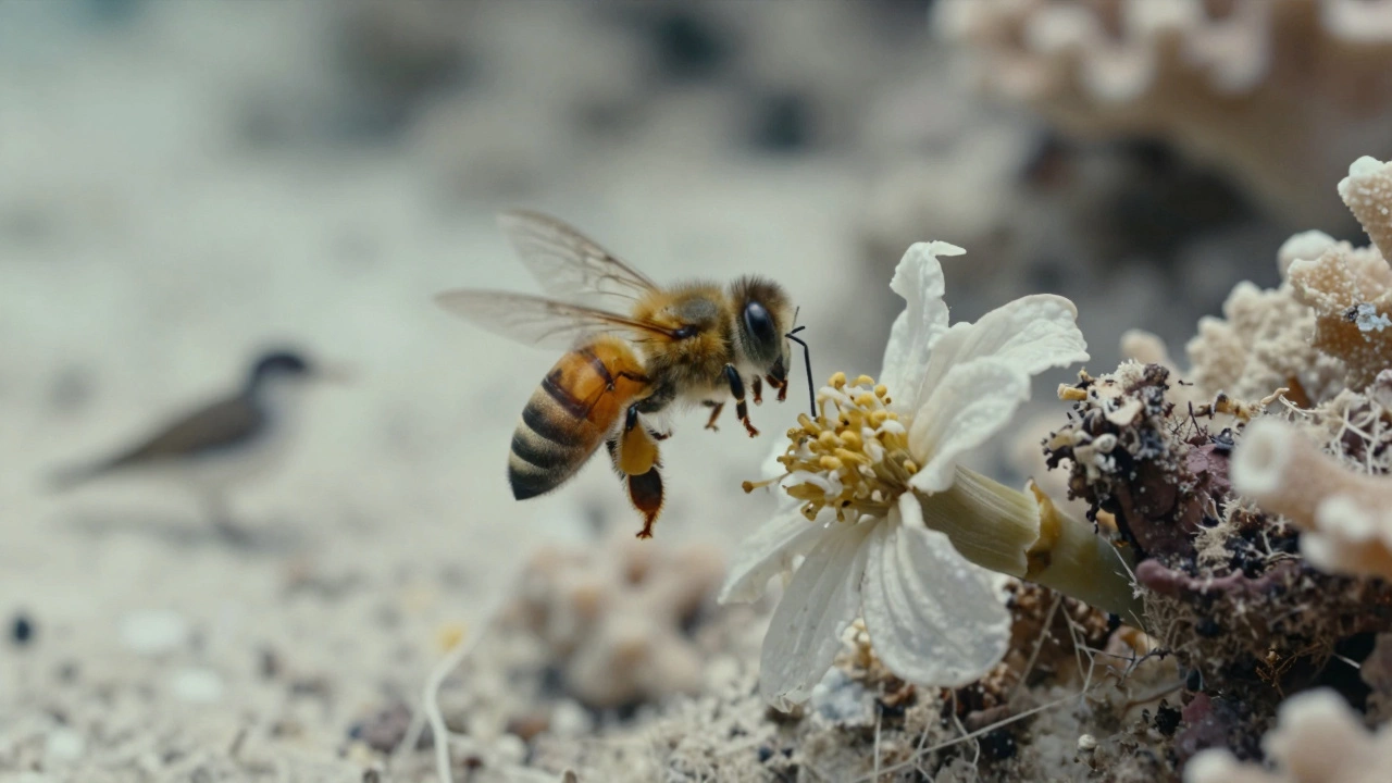 Bee on wilting flower with bleached coral reef background